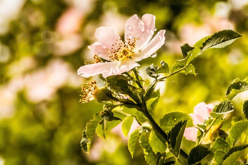 Kräftige Kirschblüte als Symbol für mit Jin Shin Jyutsu die Leber stärken & entgiften