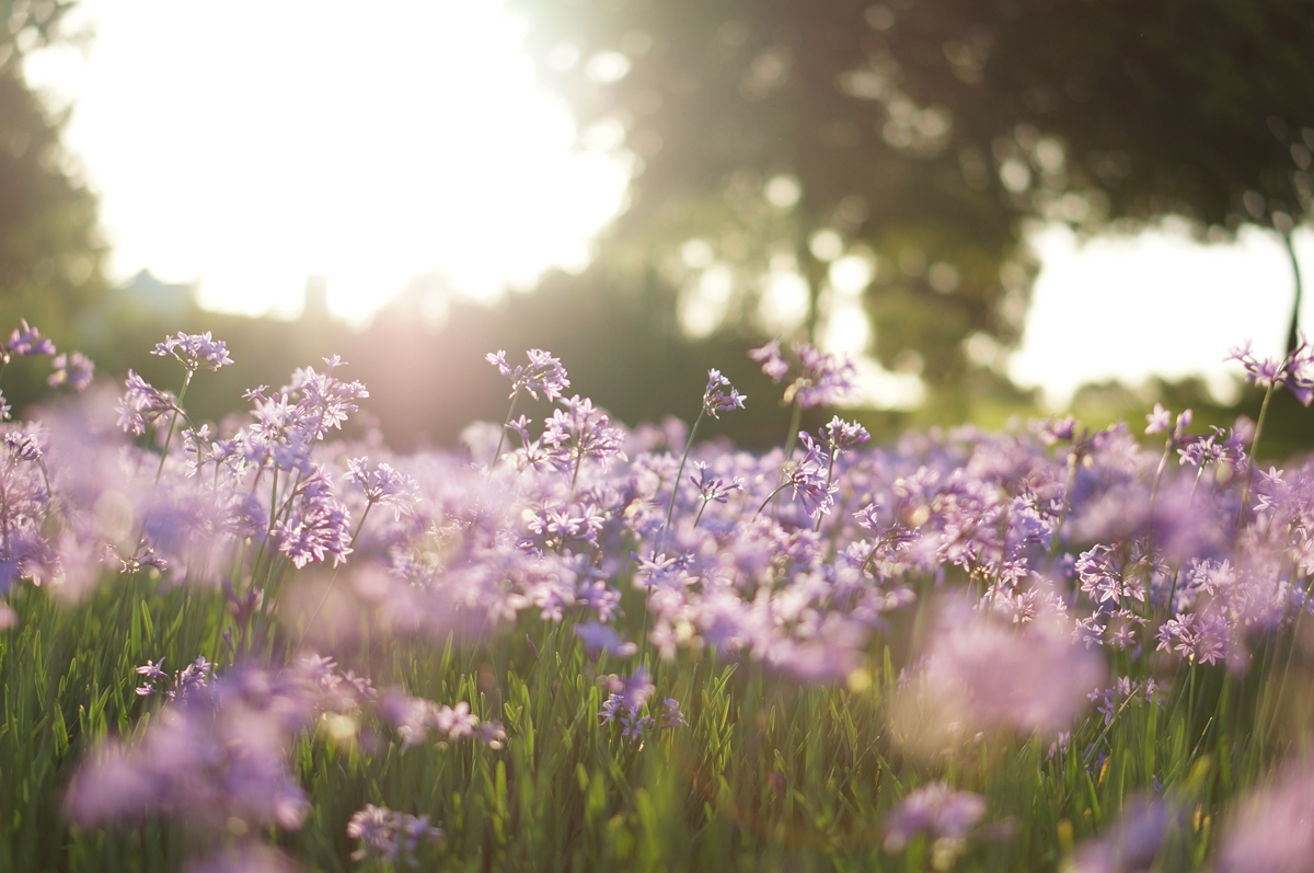 Symbolbild Jin Shin Jyutsu Kreativität: Blumenwiese im Sommer