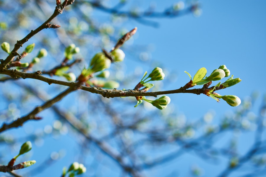 Symbolbild für Jin Shin Jyutsu Lunge: Knospen vor blauem Himmel