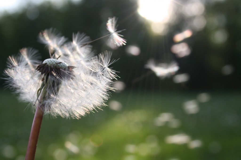 Symbolbild für Jin Shin Jyutsu Abnehmen: leicht fliegen Samen einer Pusteblume davon