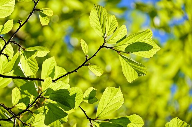 Symbolbild Jin Shin Jyutsu Allergie: grüne Blätter und Zweige vor blauem Himmel