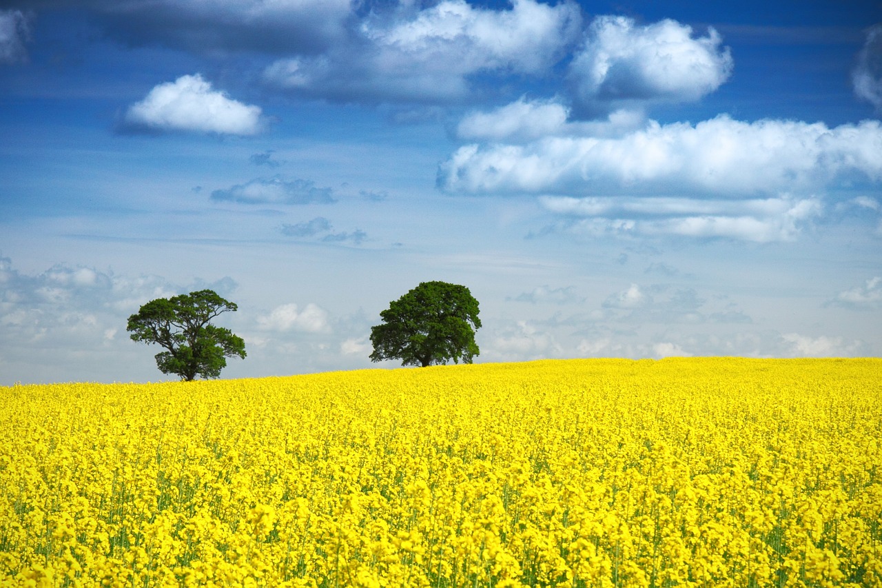 Symbolbild für Jin Shin Jyutsu Angst: Gelbes Rapsfeld vor blauem Himmel