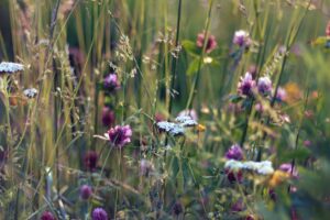 Symbolbild Jin Shin Jyutsu Heuschnupfen & Allergie: Wildblumenwiese mit Gräsern