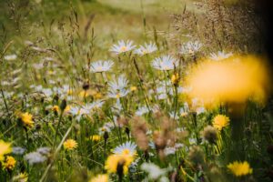 Symbolbild für Jin Shin Jyutsu bei Heuschnupfen & Allergie: Wildblumenwiese mit Gräsern und Blüten