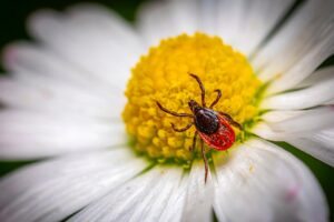 Symbolbild Jin Shin Jyutsu Insektenstich & -biss: Zecke krabbelt auf einer Blüte