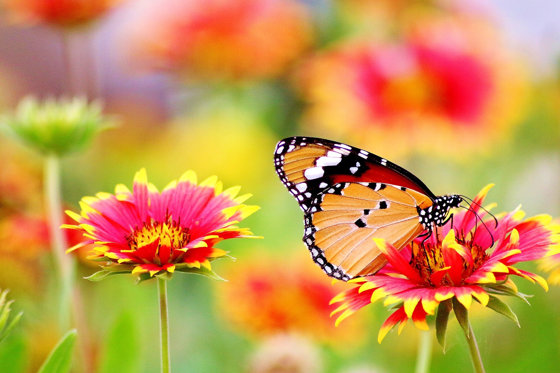 Symbolbild für Jin Shin Jyutsu Kurs abnehmen: Schmetterling auf bunter Blumenwiese