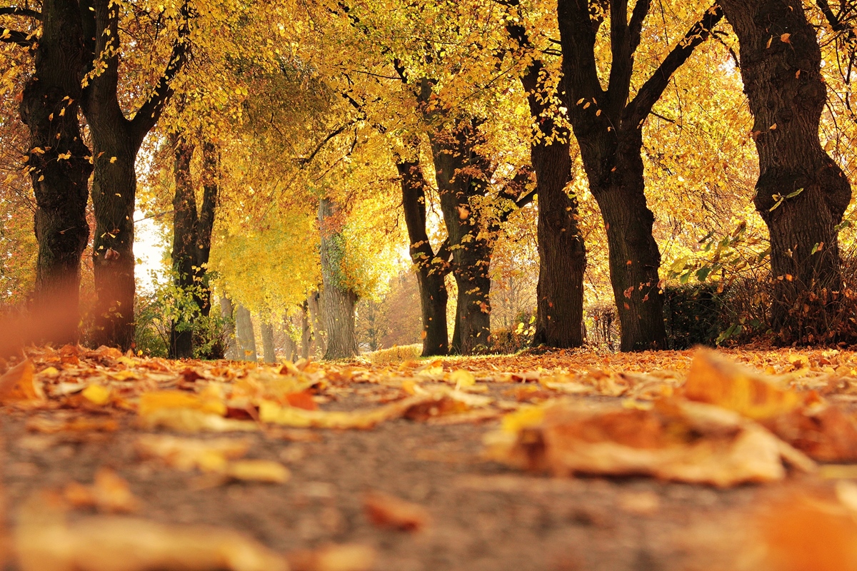 Symbolbild Jin Shin Jyutsu Loslassen: Blätter fallen im Herbst von den Bäumen