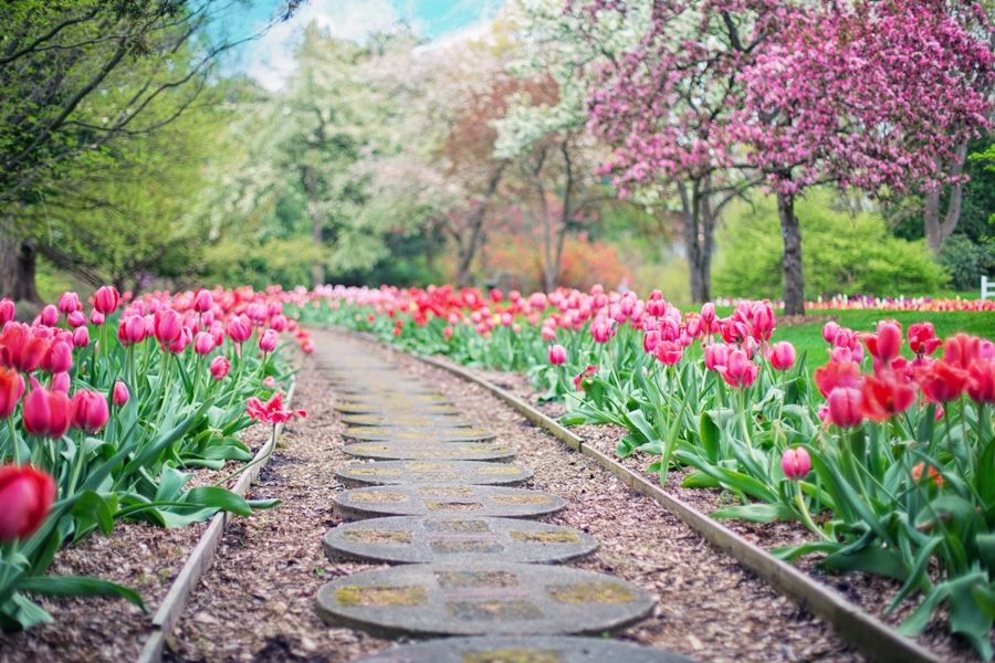 Symbolbild Jin Shin Jyutsu neue Wege finden: Weg durch pinke Tulpen