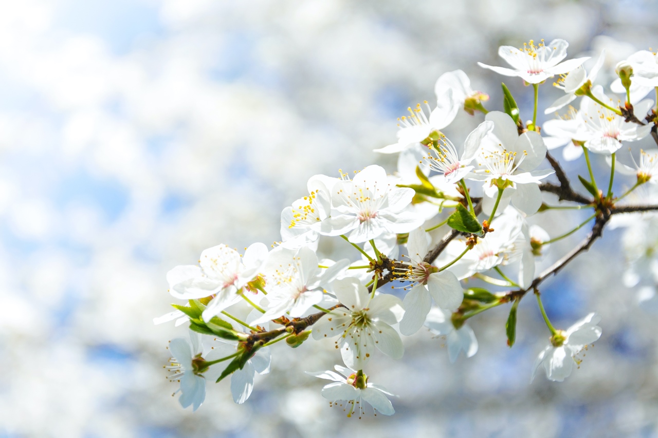 Symbolbild Jin Shin Jyutsu-Praxistag Frühjahrsputz: strahlend weiße Blüten