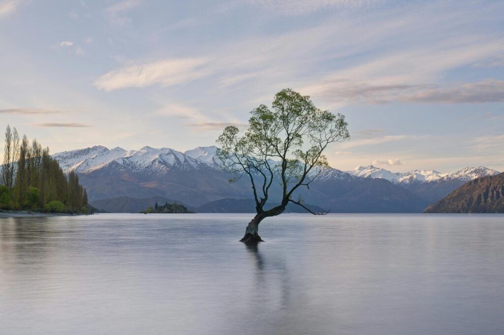 Symbolbild Jin Shin Jyutsu Rückenschmerzen: krummer Baum steht in einem See als Symbol für Rückenschmerzen wegen schlechter Haltung