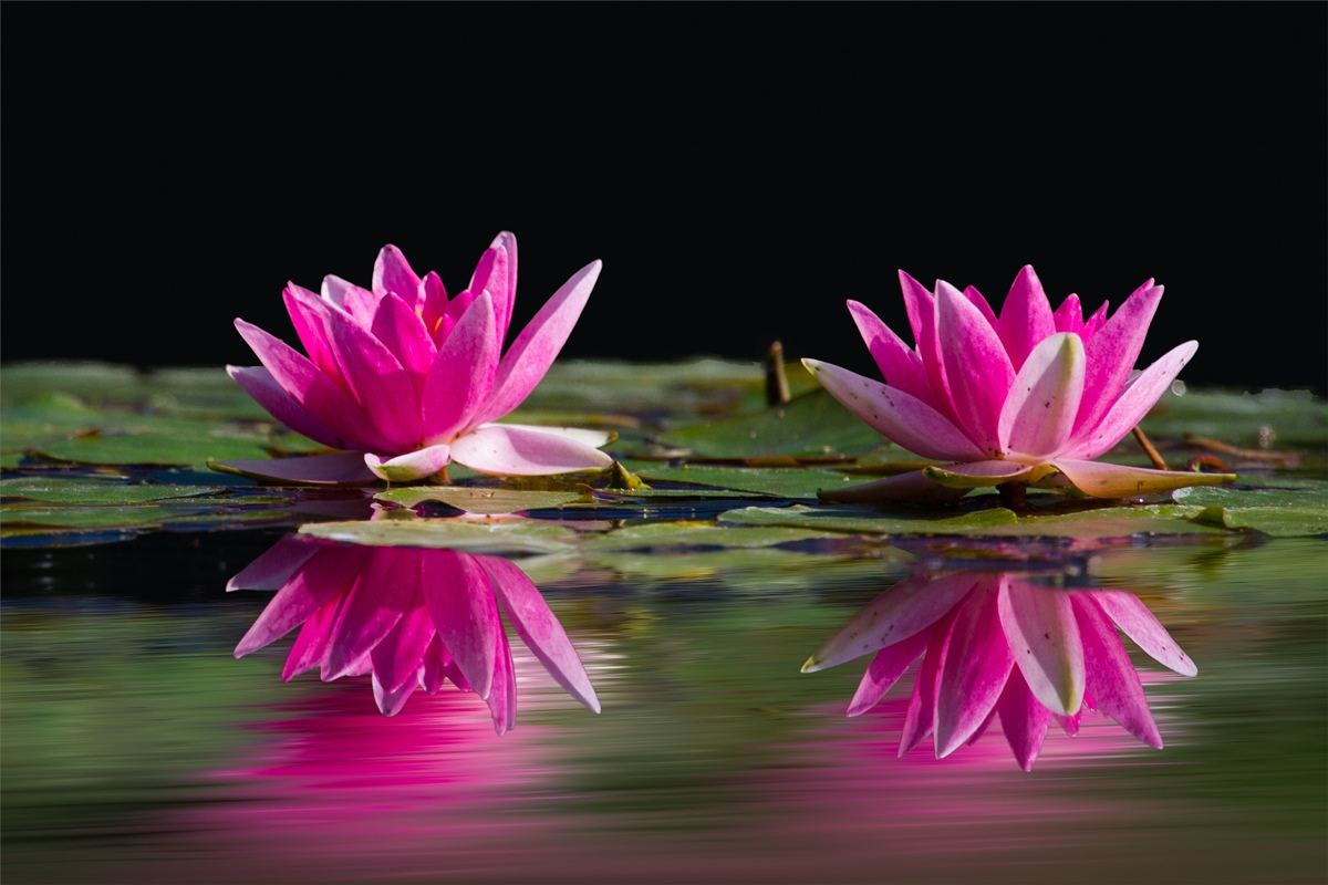 Symbolbild Themen-Selbsthilfekurs „Hormone und das endokrine System harmonisieren“: 2 pinke Lotusblumen